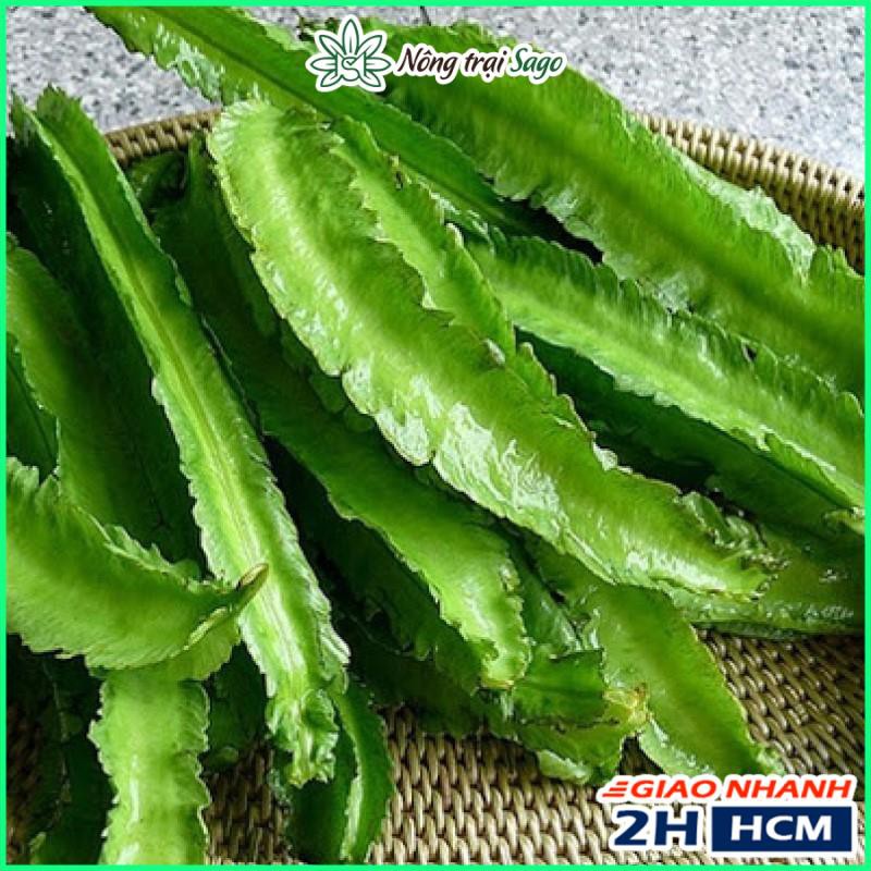 Hạt giống Đậu Rồng Dễ Trồng,, Trái Sai, Dài, Dễ Chăm Sóc (gói 10 gr) - Nông Trại Sago