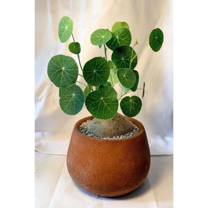(Sale+ Tặng Phân Bón) Củ Bình Vôi Bonsai rất đẹp .