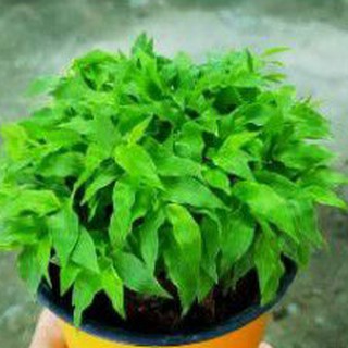 cây trúc kiểng