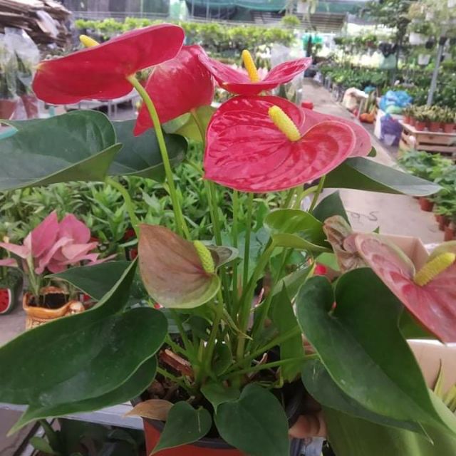 Cây hồng môn