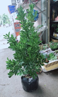 Cây Tắc Kép Nhiều Quả