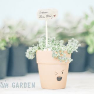 COMBO 10 CHẬU SEN ĐÁ + CHẬU ĐẤT NUNG