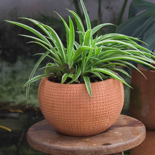 Chậu đất nung _ dáng chum đan _ gốm sứ bình dương _ gốm sứ sân vườn