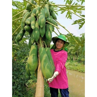 Cây giống đu đủ lùn lai ( CHUẨN GIỐNG F1)