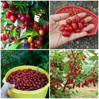 Cây giống nhót ngọt Mỹ
