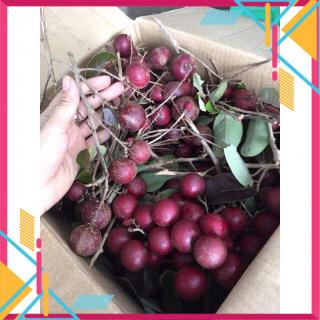 cây GIỐNG CÂY NHÃN TÍM  - Cây Giống Nhập Khẩu  - Cây Giống Nhập Khẩu