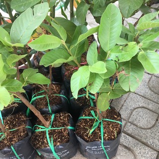 CÂY ỔI LÊ CHIẾT CÀNH CHUẨN F1 CAO KHOẢNG 0.5M- CÂY ỔI GIỐNG - CÂY ỔI LÊ ĐÀI LOAN GIỐNG ẢNH THẬT NHƯ HÌNH 2 - Green