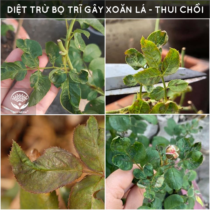 Combo dầu neem &amp; đậu nành humic trừ sâu bệnh - kích rễ chồi hoa