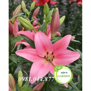 Củ giống hoa ly màu hồng ( củ giống Hà Lan)