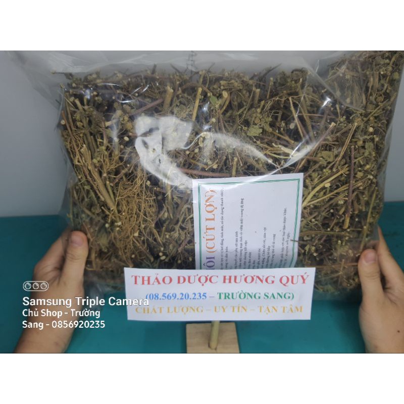 1Kg Cây Cỏ Hôi (Cây Cưt Lợn) Cam Kết Khô, Sạch, Chất Lượng