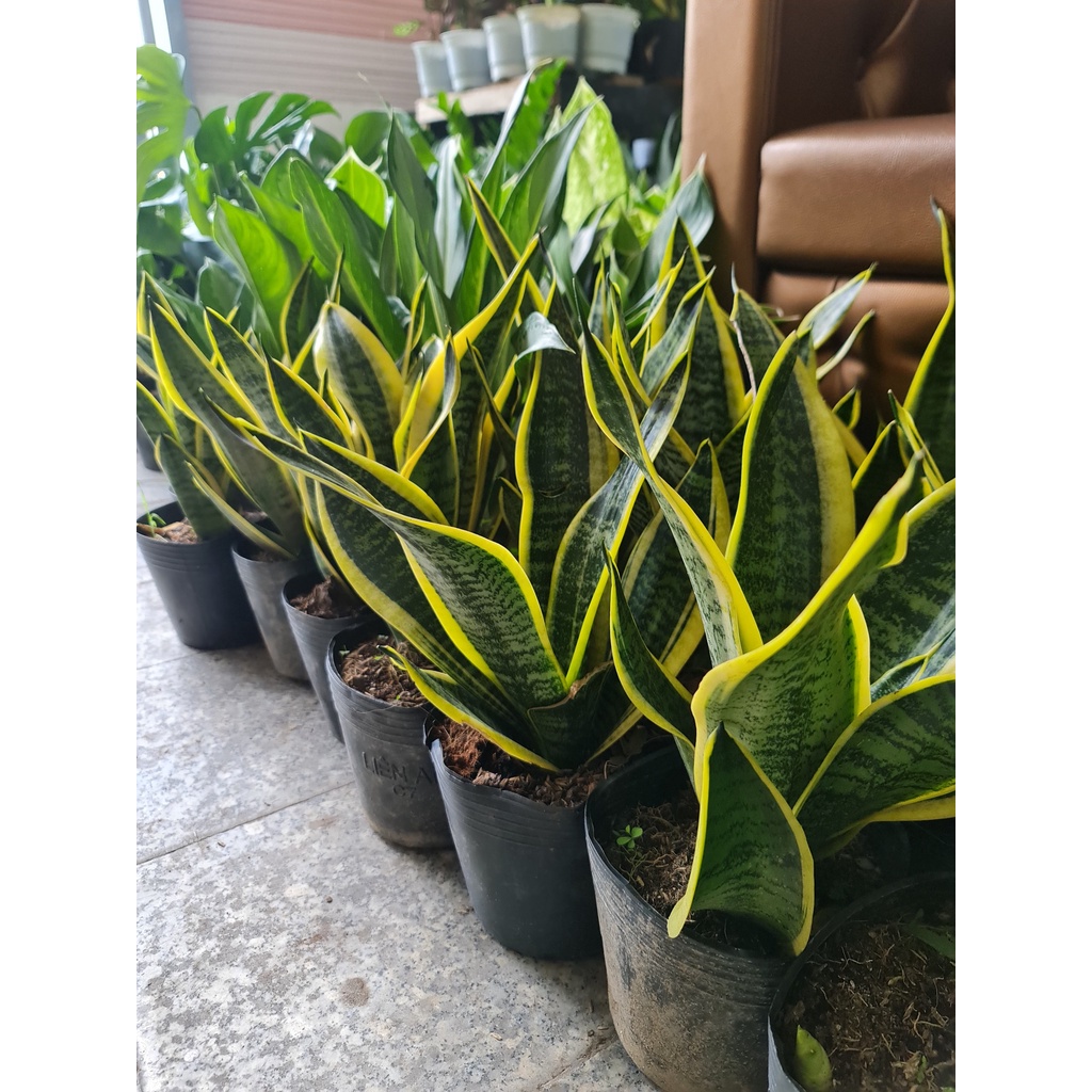 CÂY LƯỠI HỔ THÁI VIỀN VÀNG, , phong thuỷ để bàn mini GIÁ RẺ, lọc không khí, Cây Tươi Nguyên CTN0050