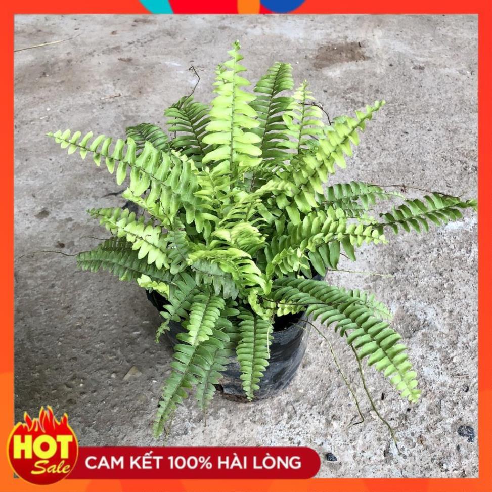 Cây dương xỉ thái rủ, Cao 20cm lá xanh tươi bụi to khỏe sức sống mãnh liệt, thích hợp trang trí nội thất