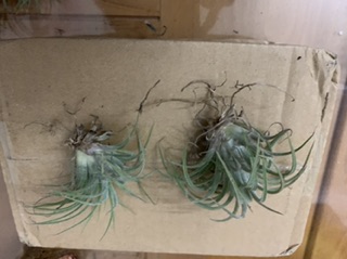 Cây không khí(Tillandsia )
