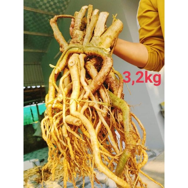 Chuẩn bồn đinh lăng nếp bắc lá nhỏ,hàng nguyên bản 1kg,2kg,3kg...10kg..