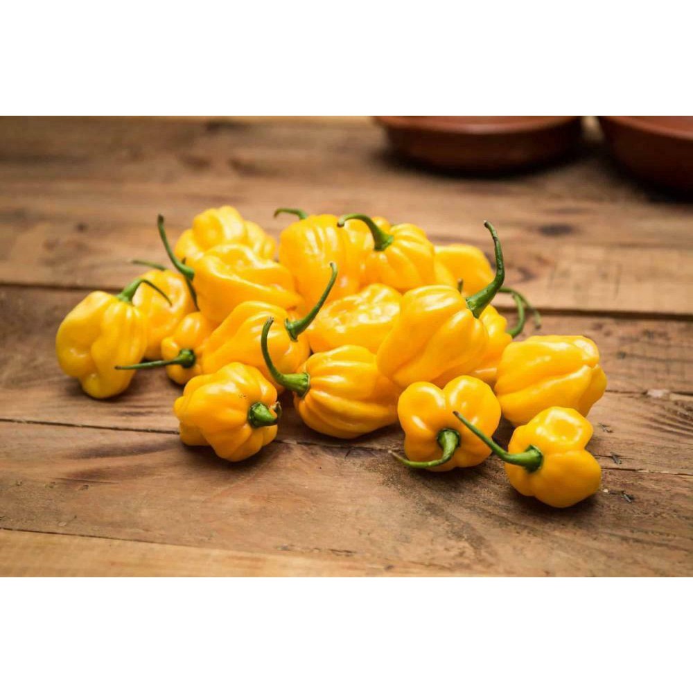 Hạt giống Ớt Siêu Cay Habanero vàng