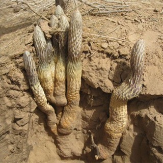 100g Nhục Thung Dung ( Khô )