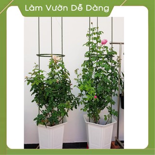 (DEAL SỐC) VÒNG GIỮ THÂN CÂY LEO - VÒNG LÀM KHUNG CÂY