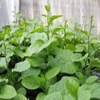 20GR HẠT GIỐNG RAU MỒNG TƠI
