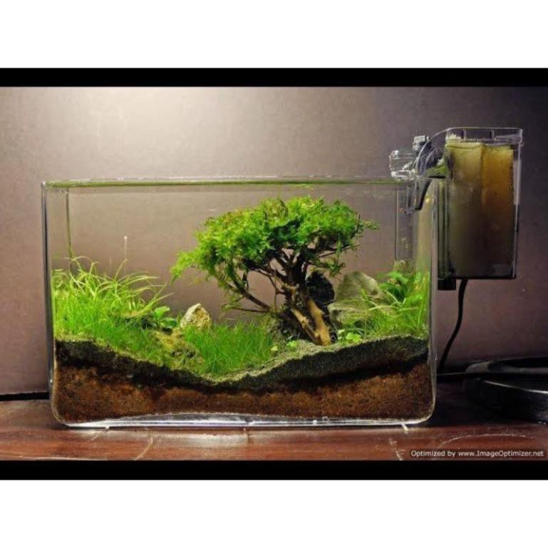 Rêu Taiwan trang trí hồ tép, cá cảnh thủy sinh - phụ kiện trang trí hồ cá cảnh thủy sinh