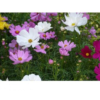 Hạt Giống Hoa Sao Nhái Hồng Trắng Gói 20 Hạt