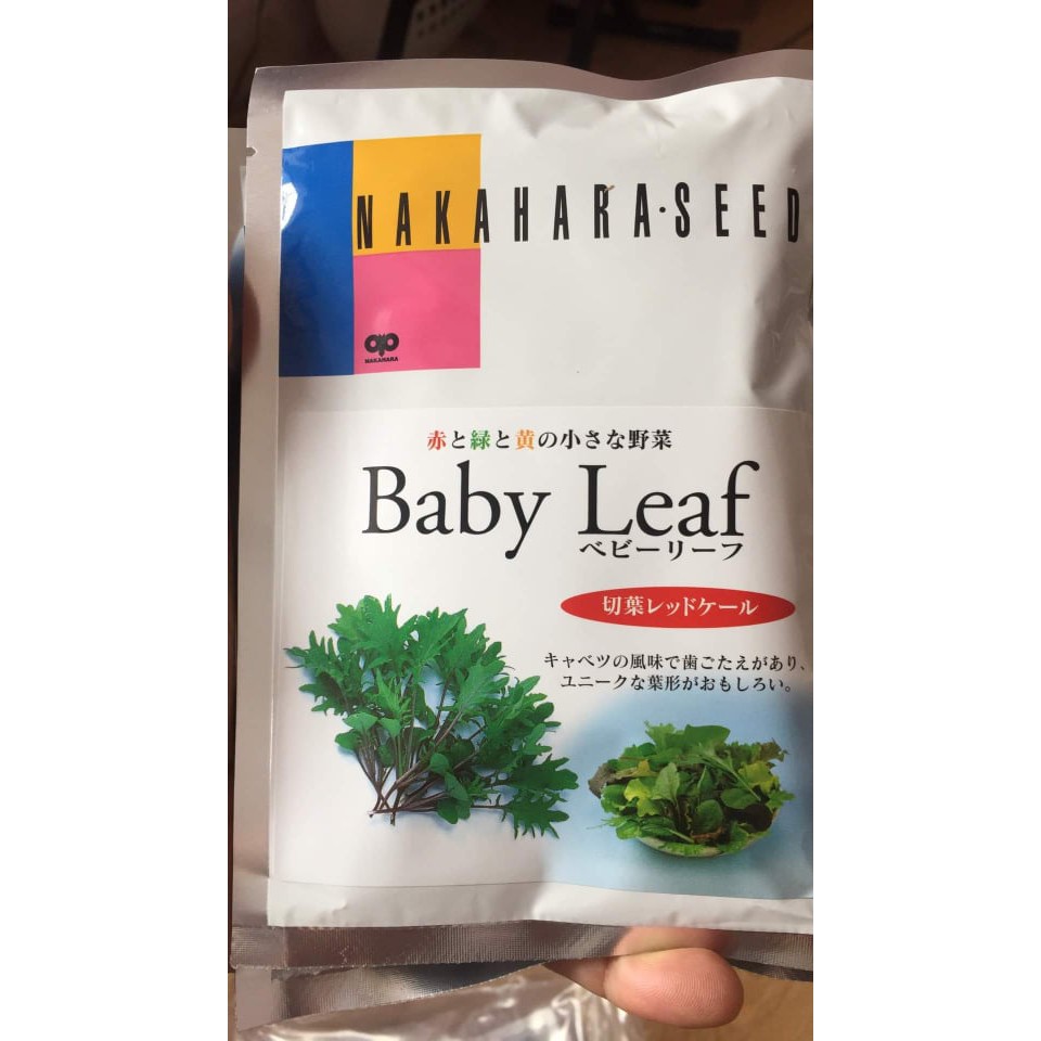 ATP Farm - Hạt giống cải KALE LÁ CẮT BABYLEAF - Nhật Bản