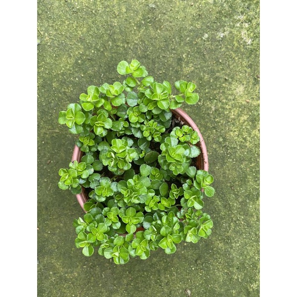 Chậu cứng Pilea depressal tiny tears- Sedum hoa hồng