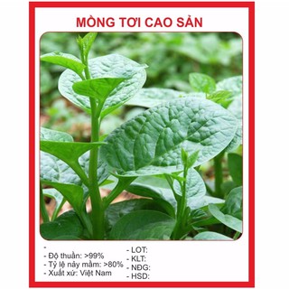 Hạt Giống Mùng tơi (50gr) - Cây phát triển mạnh, sinh trưởng khỏe, độ đồng đều cao, vị ngon ngọt, mềm, lá tròn lớn dày