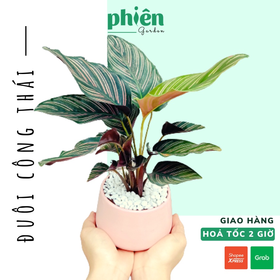 Cây Đuôi Công Thái Calathea ornata để bàn kèm chậu gốm tráng men