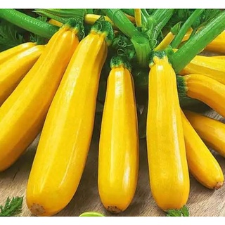 1Gam Bí ngòi vàng Năng Suất Dễ Trồng Quả To ( 337)