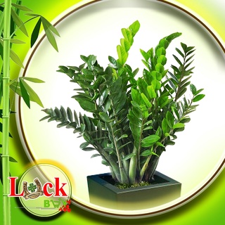 NGẢI Kim Tiền TÀI LỘC