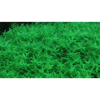 cây Vẩy Ốc Xanh Hà Cối ( 15 nhánh)