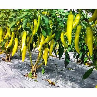 HẠT ỚT SỪNG TRÂU SỪNG VÀNG - GÓI 1 GRAM