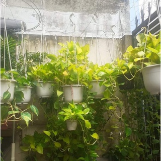 Cây trầu bà . Cây vạn niên thanh