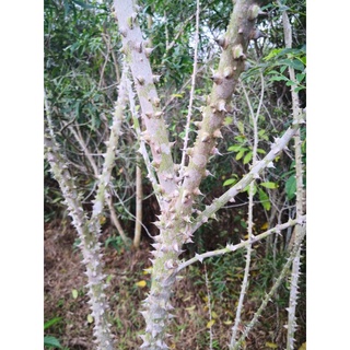 cây muồng truỗng ( ưng bất bạc)