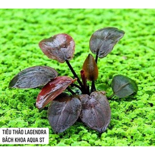 Cây Tiêu thảo Lagendra cho bể thủy sinh