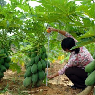 cây giống đu đủ ruột đỏ cao sản