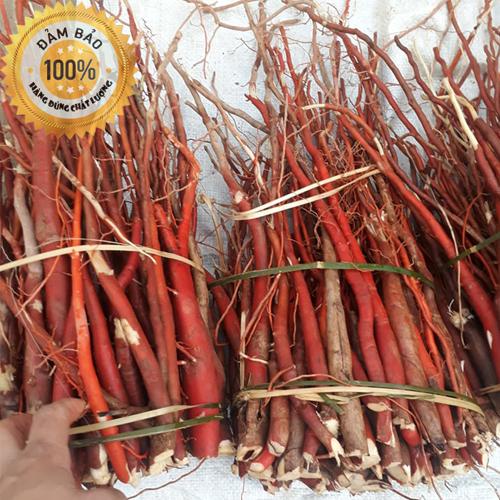 Sâm cau đỏ - LOẠI RỪNG CAO CẤP