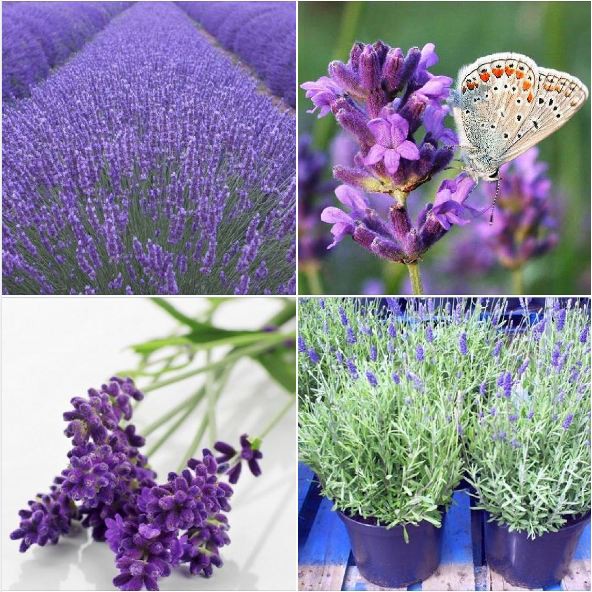 Hạt Giống Hoa Oải Hương tím ( Lavender) 50 hạt/gói