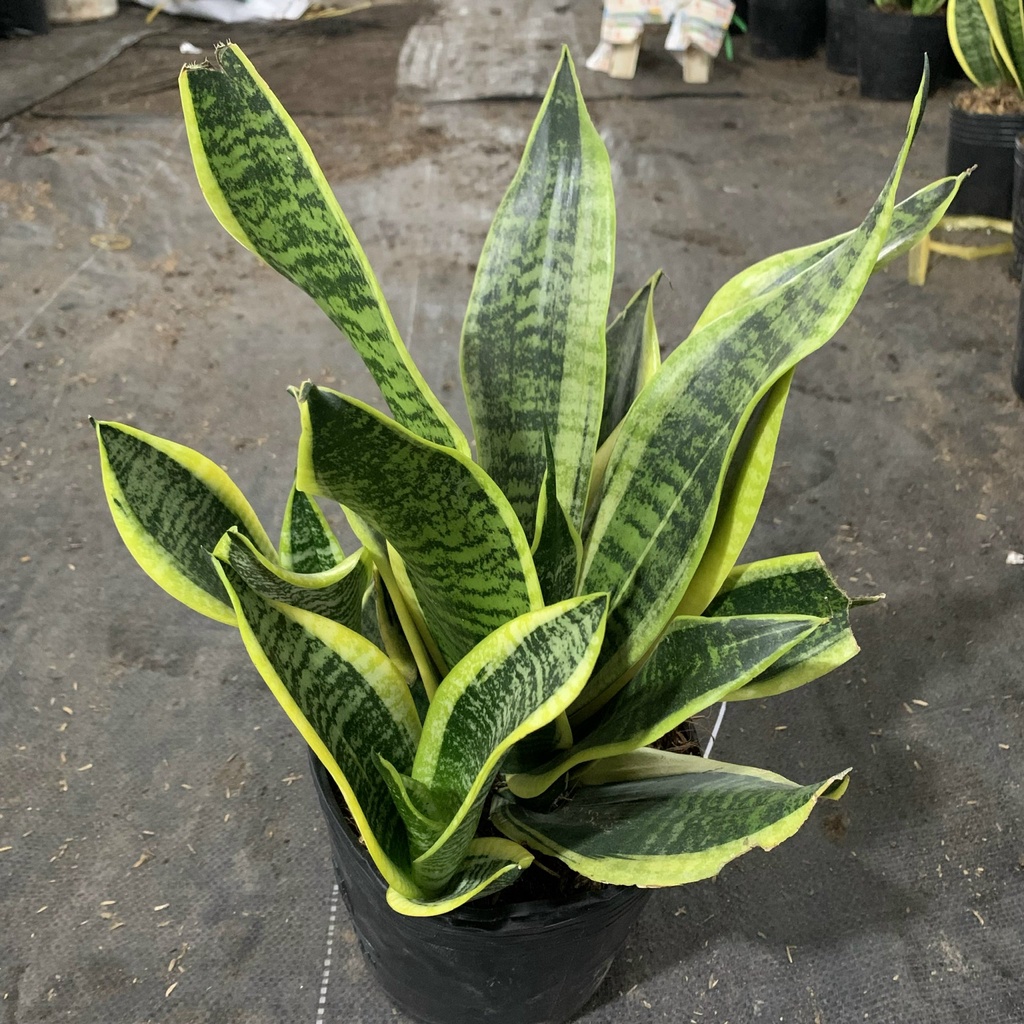 Cây lưỡi hổ trưởng thành cao 25-30cm, cây phong thủy để bàn trang trí nội thất và văn phòng