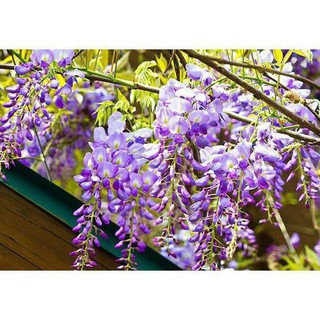 🌟HẠT GIỐNG HOA TỬ ĐẰNG THÂN GỖ🌟 CỰC KÌ ĐẸP GÓI 3 HẠT
