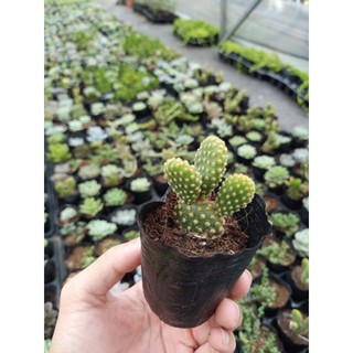 Xương rồng tai thỏ