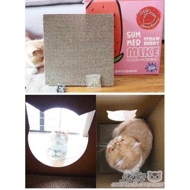 Đồ chơi cho mèo cào móng. Cat Box CatTree. [Mua 01 Tặng 02] ✨FREESHIP✨