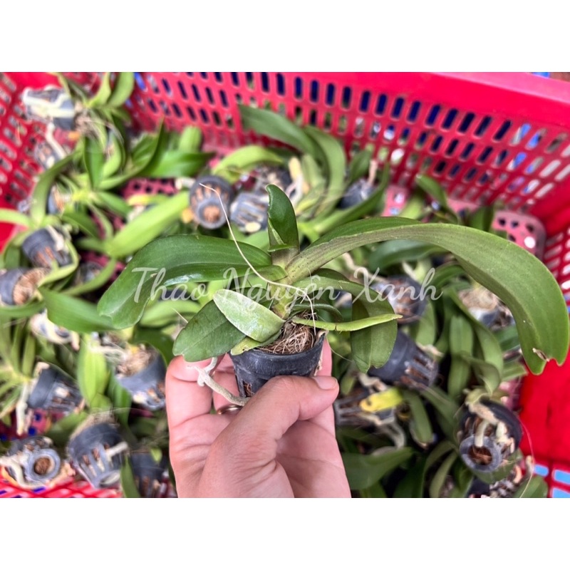 Đai Châu Cây Giống Nhiều Màu