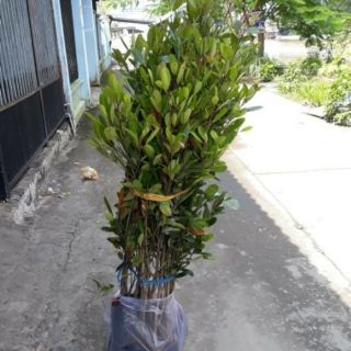 Cây 🌲 Cà Na Thái ( siêu trái)