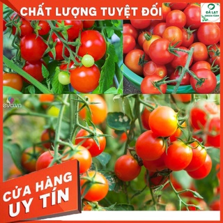 🍅 cà chua bi đỏ_30 hạt🍅