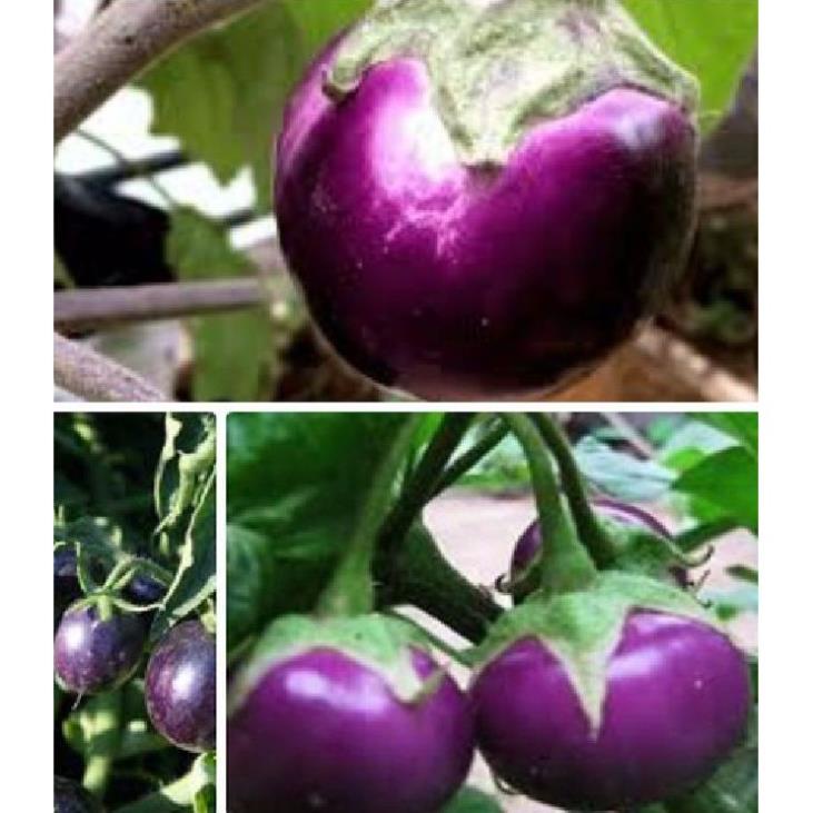 Hạt giống Cà tím tròn ( cà bát tím ) gói 2gr/gói