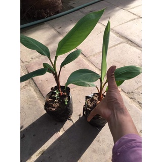 Cây Giống Chuối Đỏ Cấy Mô Siêu Sớm (Chuẩn Giống Cây Trồng)