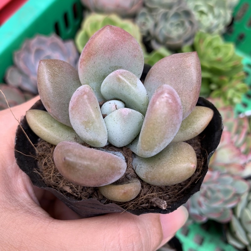 SEN ĐÁ SỎI MẬP ĐẦU HỒNG FREESHIP  ĐÃ THUẦN XỨ NÓNG SIU CUTE CHUẨN SIZE BẦU