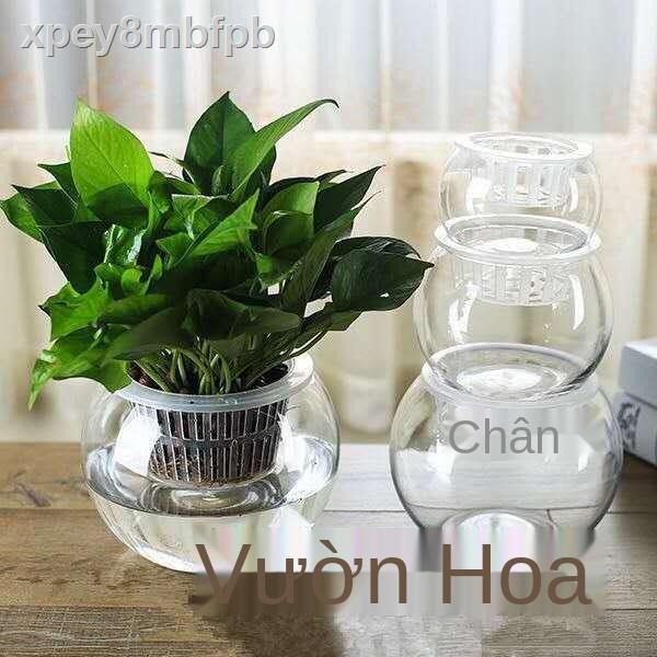 ❧✹Cây thủy canh bình tinh trong suốt đựng củ cải xanh chậu hoa tròn hình cầu bể cá nước nuôi đồ dùng lớn