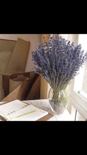 Hoa Lavender